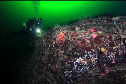 crimson anemones