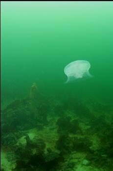 MOON JELLY