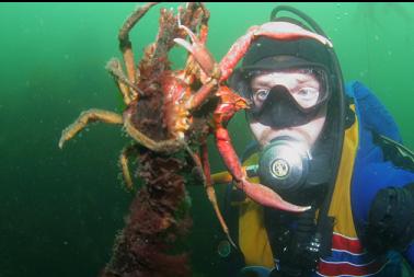 KELP CRABS ON KELP STEM