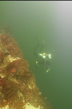 IN SHALLOWS