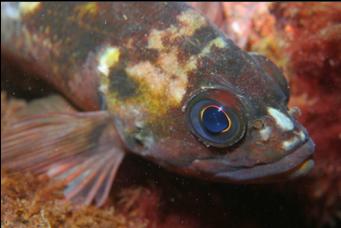 COPPER ROCKFISH