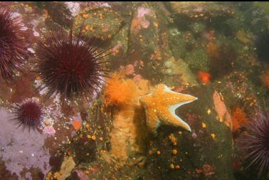 seastar, etc. at base of reef