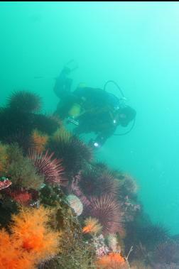 burrowing cucumbers and urchins