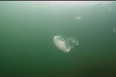 moon jellies