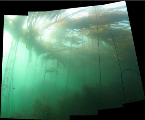 kelp panorama