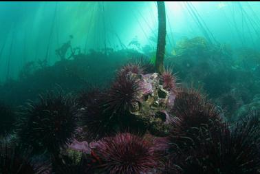 urchins and barnacles under kelp