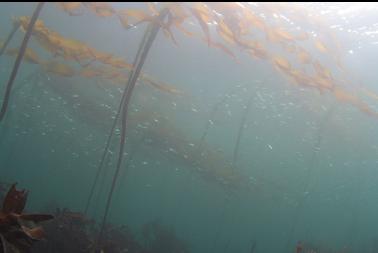 herring under kelp