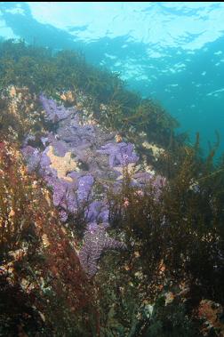 seastars in shallows