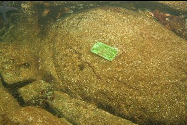 memorial plaque near surface by Coffin Point