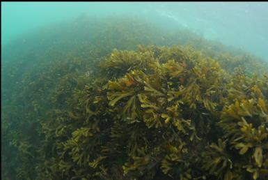 rockweed in intertidal zone