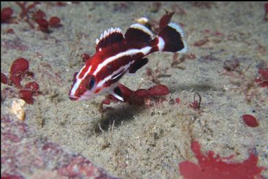 juvenile yelloweye rockfish