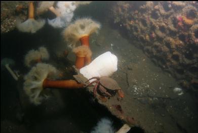 red rock crab next to boiler