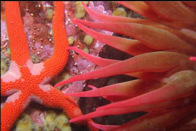 seastar and anemone