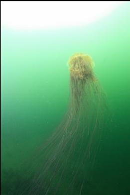 lion's mane