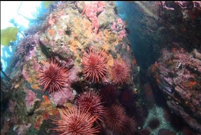 urchins, etc