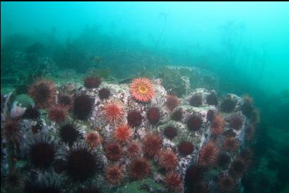 anemone and urchins