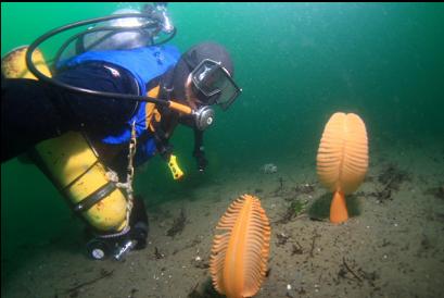 sea pens