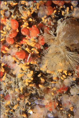 tunicates 