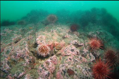 small fish-eating anemone