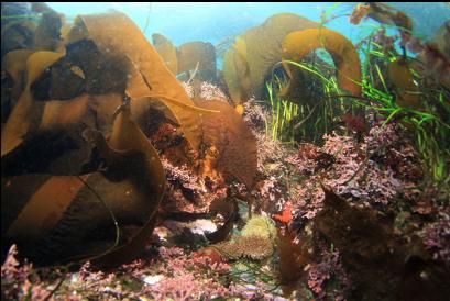 painted anemones in shallows