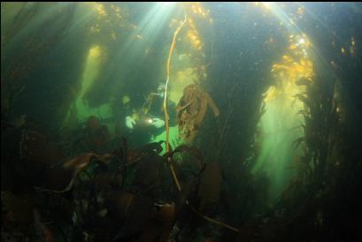 under the kelp