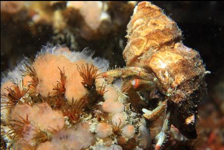 hermit crab on cemented tube worms