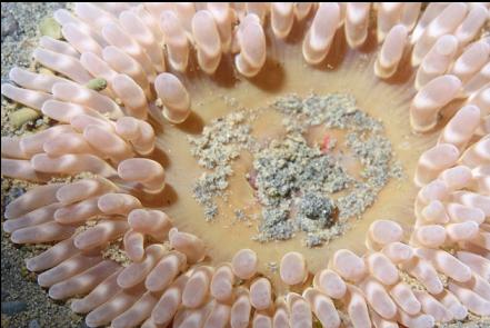 anemone in the sand