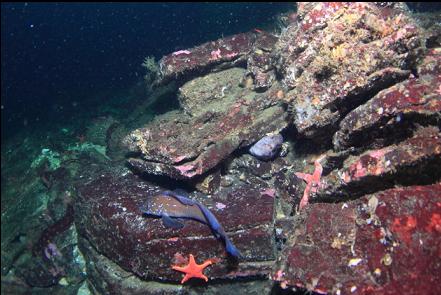 female wolfeel and kelp greenling