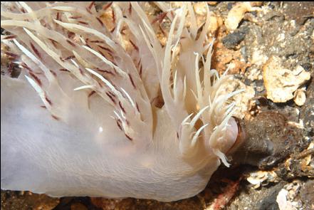 giant nudibranch eating a tube-dwelling anemone