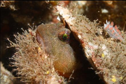 scalyhead sculpin in a rock scallop shell