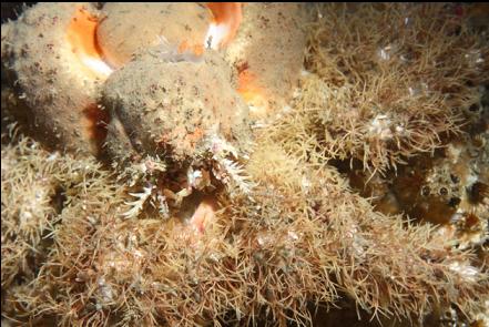 heart crab with a nudibranch on its head