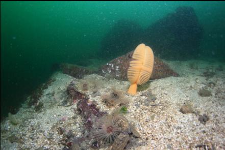 sea pen and tube-dwelling anemones