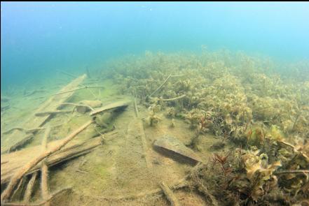 wood and plants in the shallows