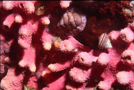 chiton and snail on hydrocoral