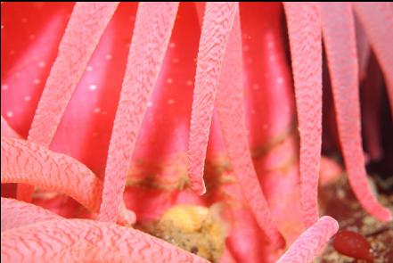 crimson anemone tentacles