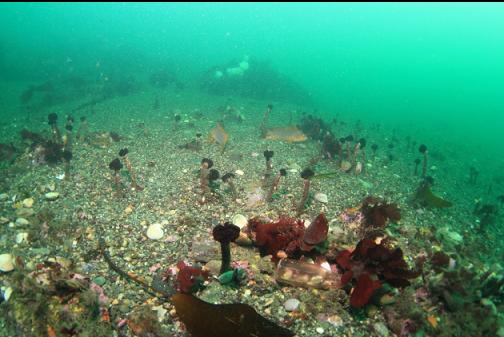 field of feather duster worms and kelp greenlings