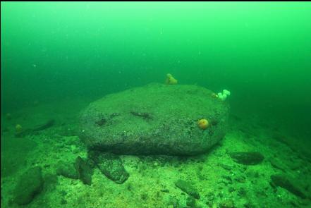 boulder on top of the reef