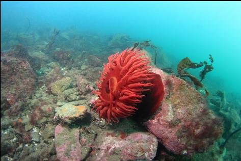 fish-eating anemone