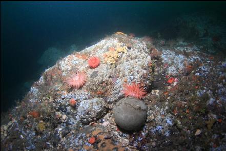 crimson anemones and grey sponge