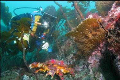 Puget Sound king crab