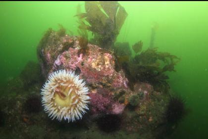 fish-eating anemone