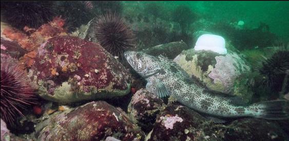 LINGCOD LOOKING AT OCTOPUS