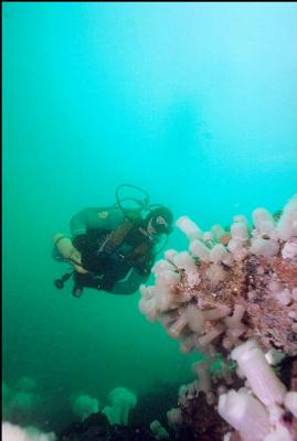 PLUMOSE ANEMONES ON BOULDER