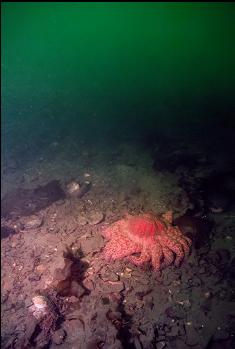 ANOTHER SUNFLOWER STAR