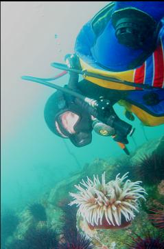 FISH-EATING ANEMONE