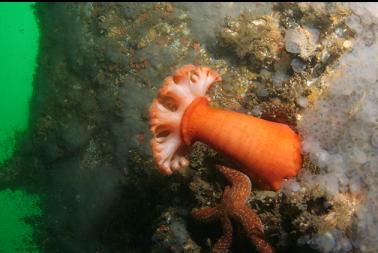 plumose anemone on second dive