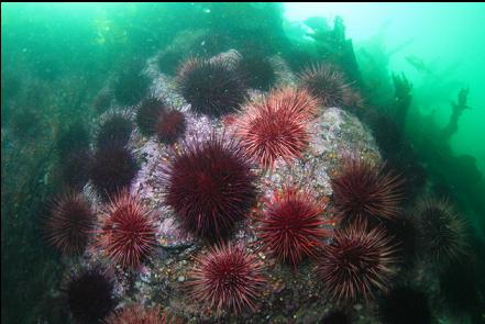 urchins