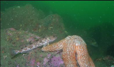 JUVENILE LINGCOD AND SEASTAR