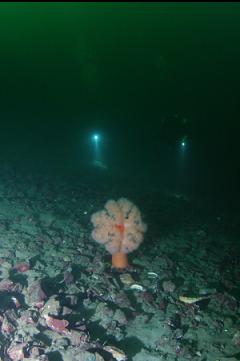 PLUMOSE ANEMONE