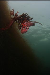 KELP CRAB